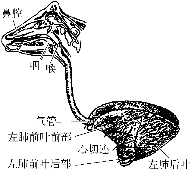 一、牛(羊)的解剖生理特征